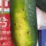 隆尧黑皮冬瓜