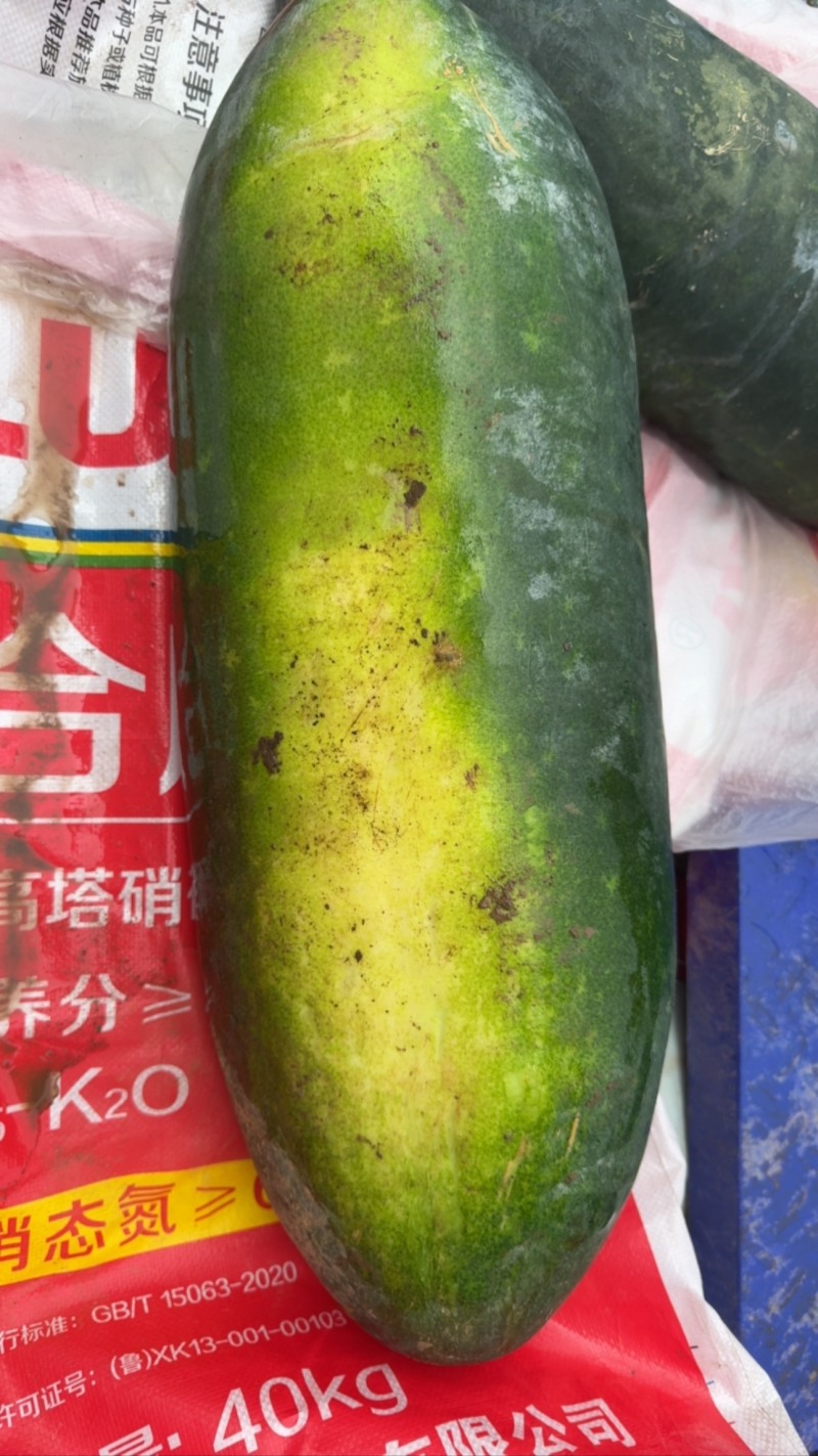 隆尧黑皮冬瓜