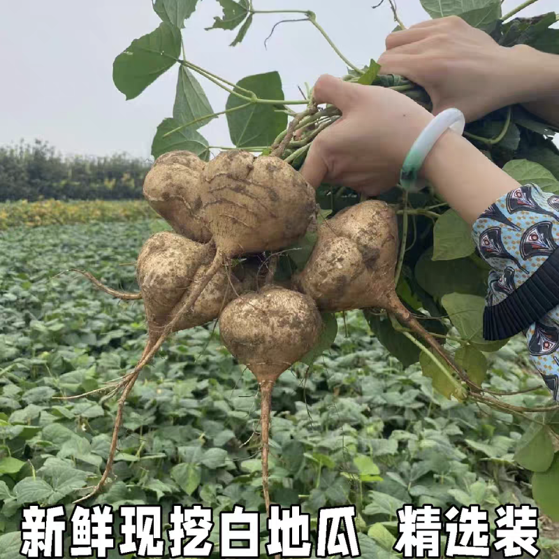 豆薯/地瓜/凉薯/对接电商/加工厂/商超/万亩基地