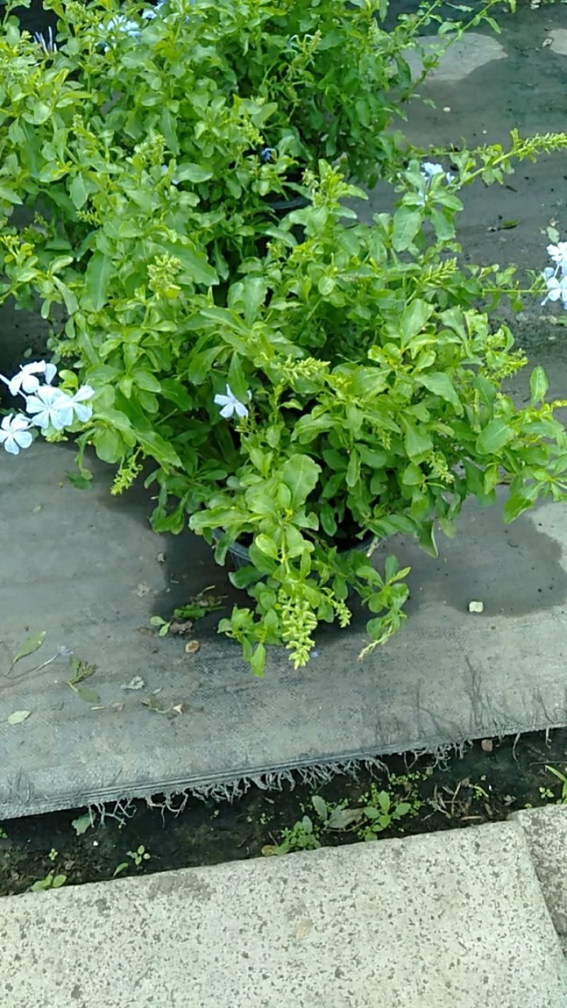 蓝雪花盆栽四季大苗带花苞庭院开花阳台耐热花卉耐晒植物好养
