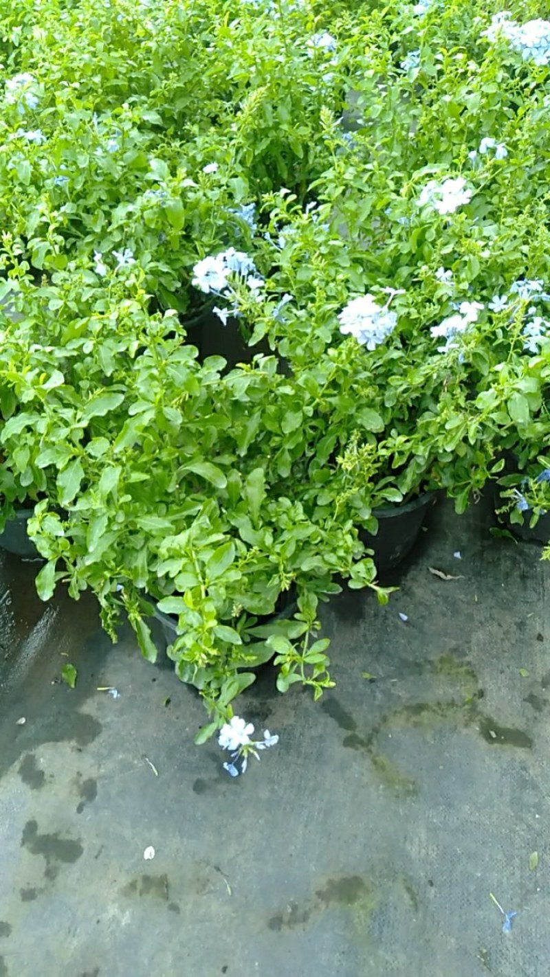 蓝雪花盆栽四季大苗带花苞庭院开花阳台耐热花卉耐晒植物好养