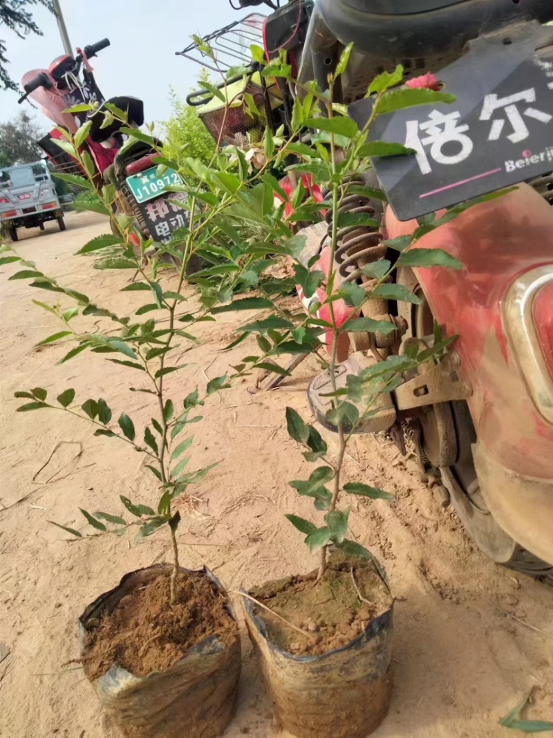 山枣苗