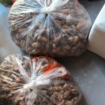 2025年7月新出的蝉蜕，自己捡的，大概有一斤多