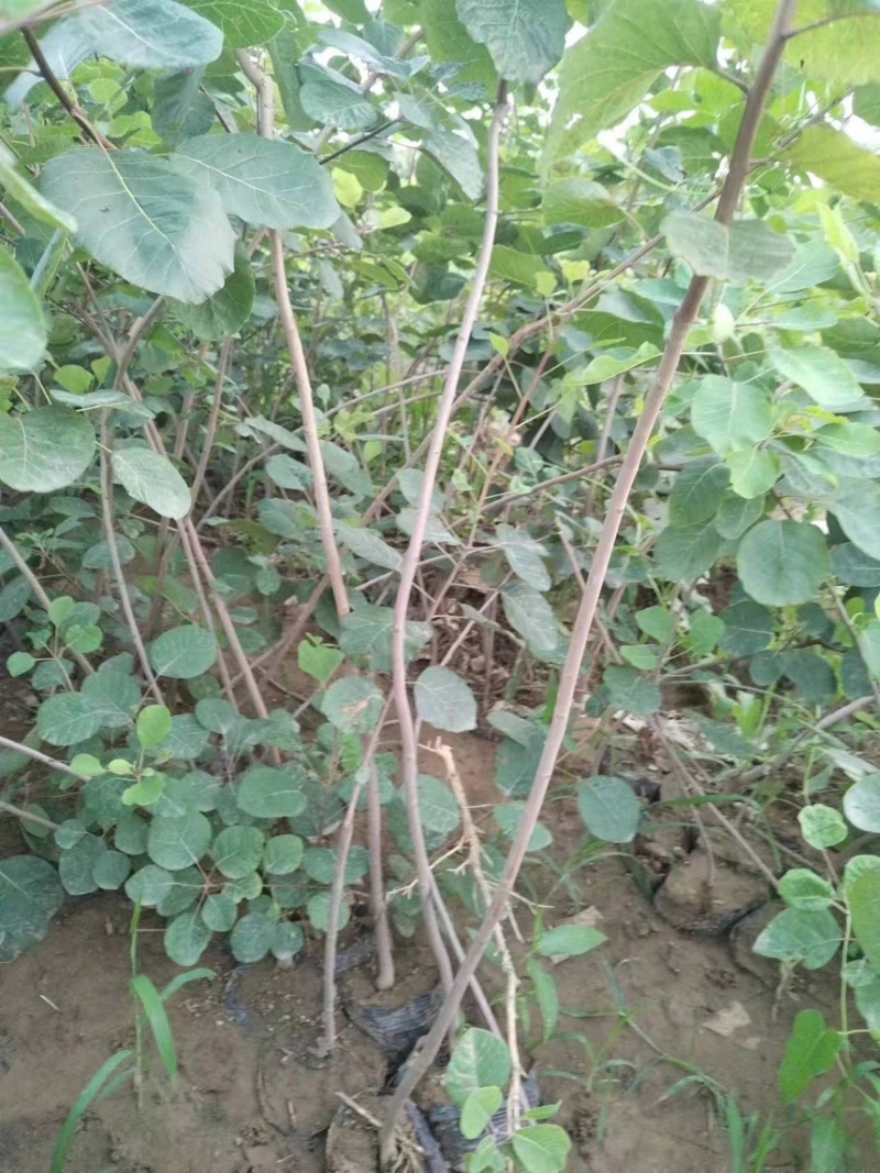 黄栌苗黄栌杯苗