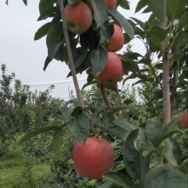 鲁丽苹果🍎山东省果树研究所培育的中早熟苹果品种！