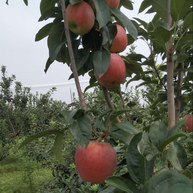 鲁丽苹果🍎山东省果树研究所培育的中早熟苹果品种！