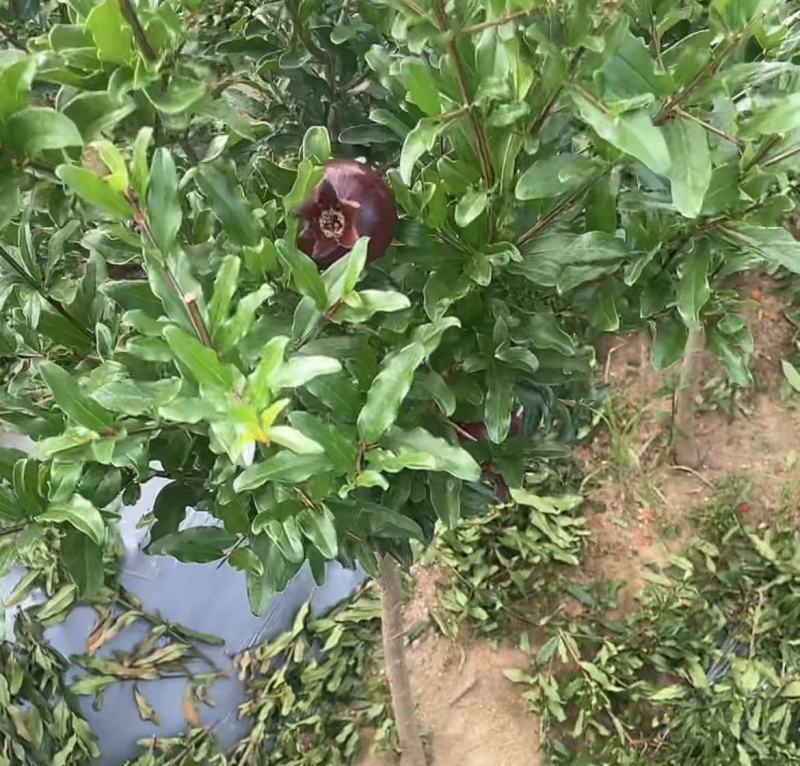 紫玉石榴/带果不带果石榴/量大对接全国果农，采购商