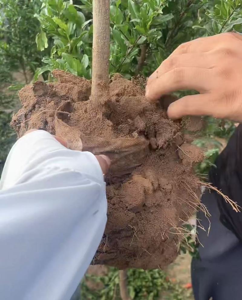 紫玉石榴/带果不带果石榴/量大对接全国果农，采购商