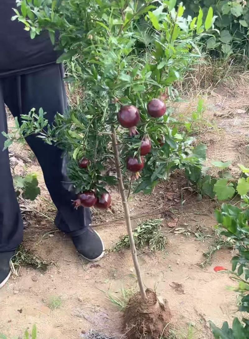 紫玉石榴/带果不带果石榴/量大对接全国果农，采购商