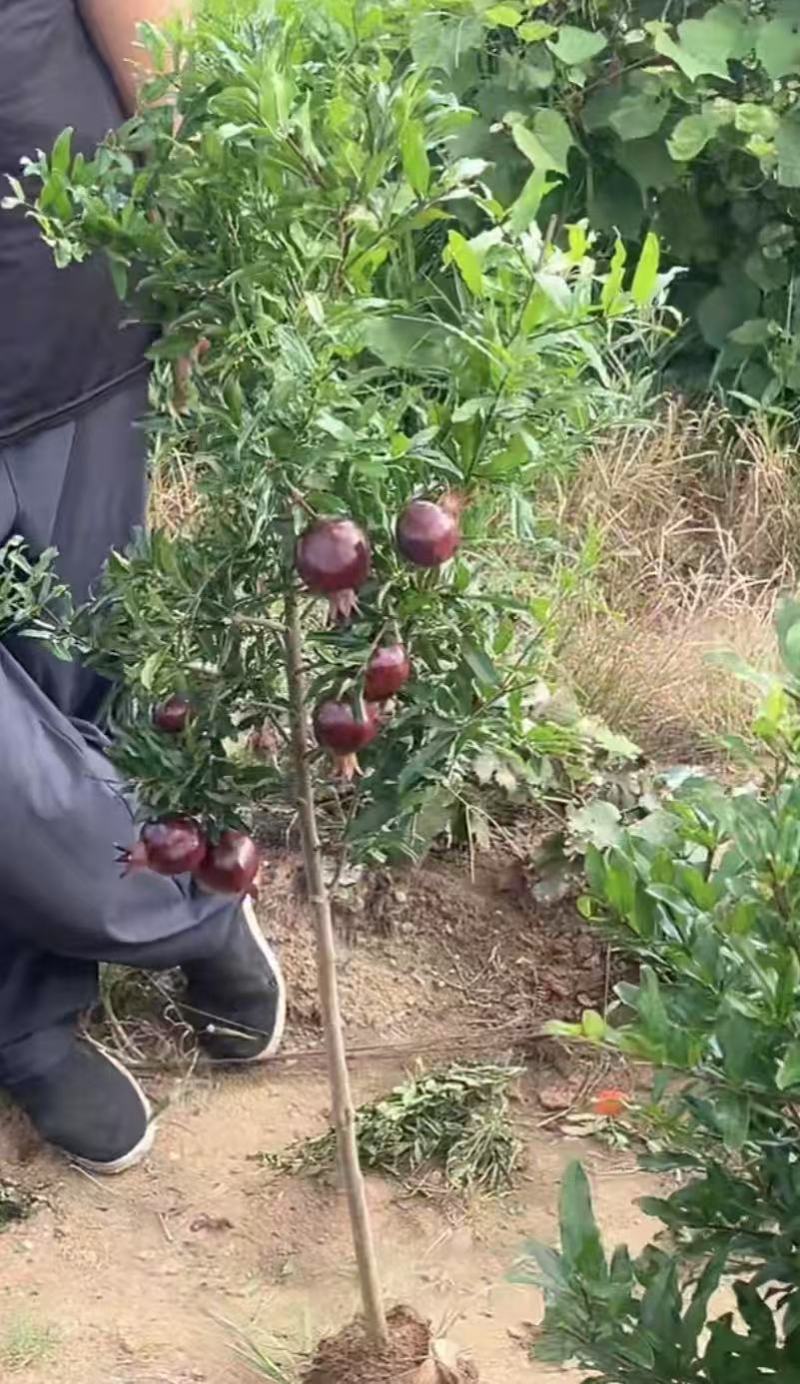 紫玉石榴/带果不带果石榴/量大对接全国果农，采购商