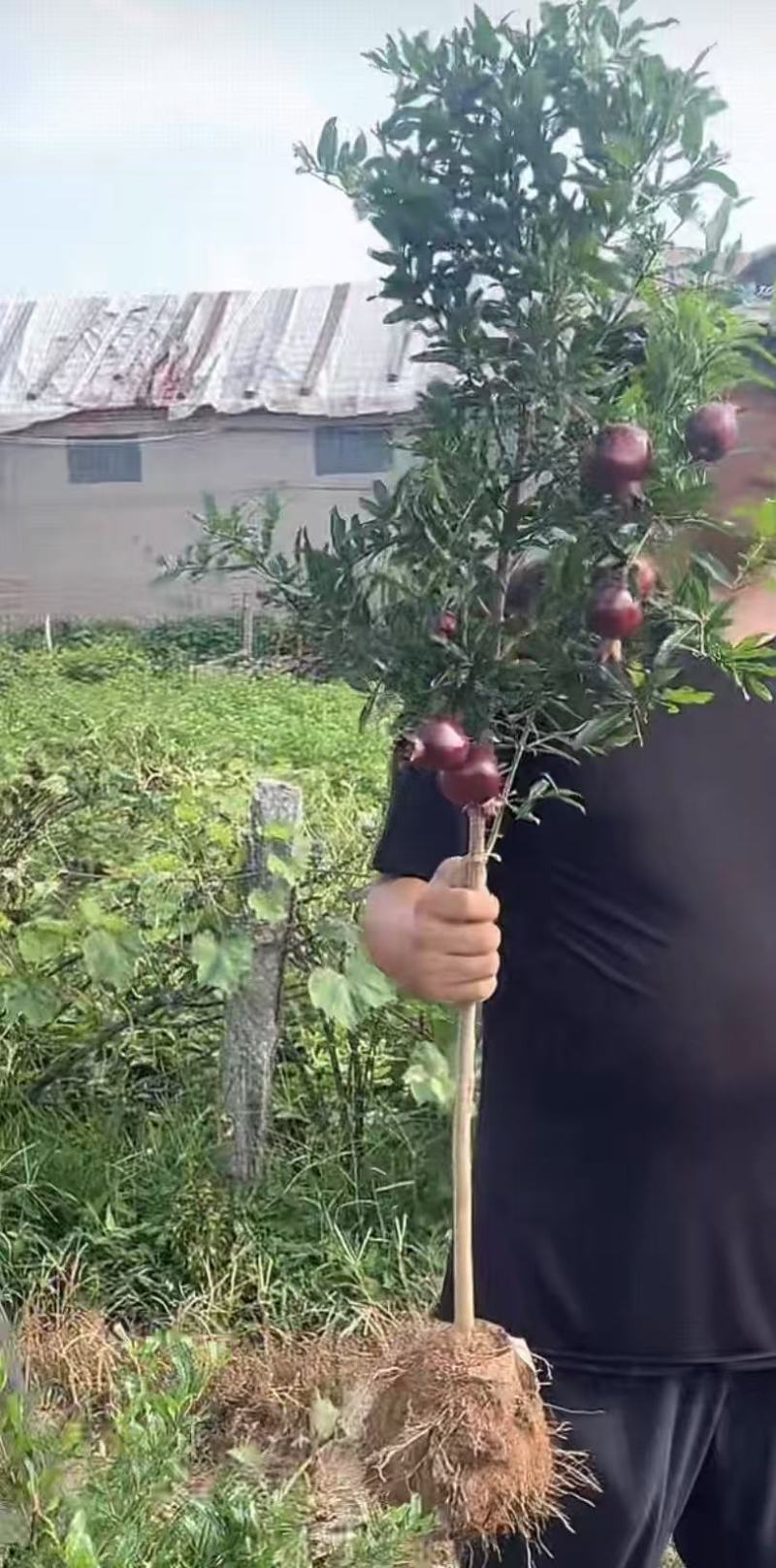紫玉石榴/带果不带果石榴/量大对接全国果农，采购商