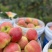 鲁丽苹果🍎山东省果树研究所培育的中早熟苹果品种!