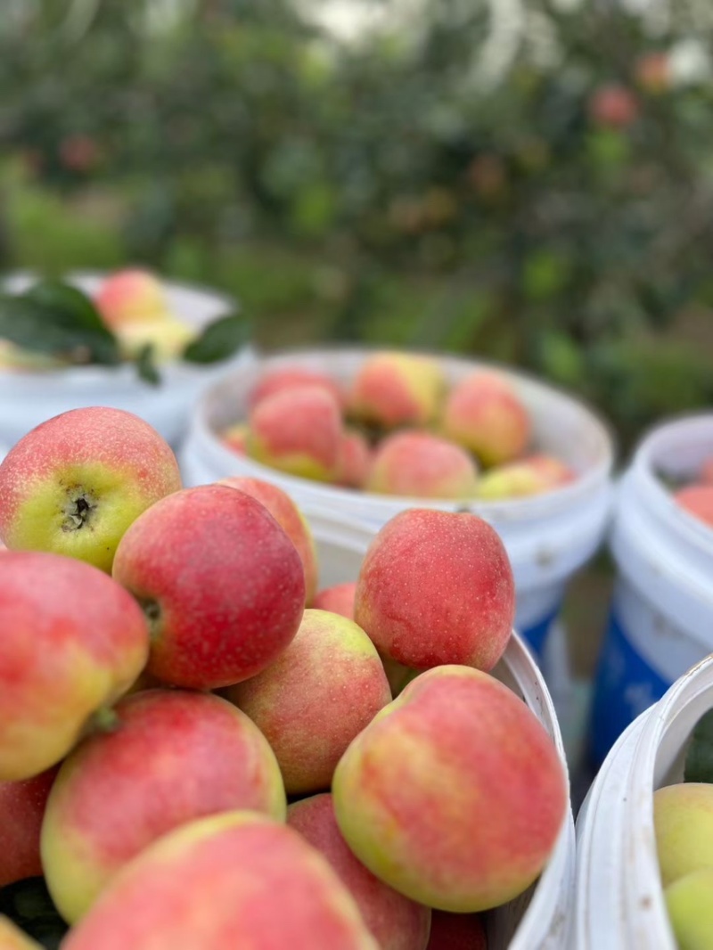鲁丽苹果🍎山东省果树研究所培育的中早熟苹果品种！