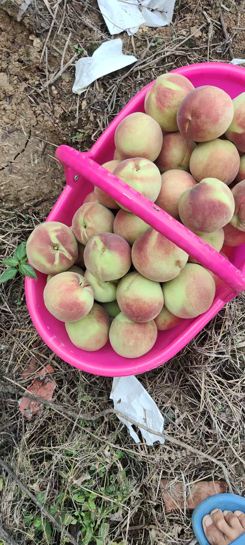 刚开园的离核桃一秋桐产地直销价格便宜欢迎采购