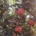 鲁丽苹果🍎山东省果树研究所培育的中早熟苹果品种!