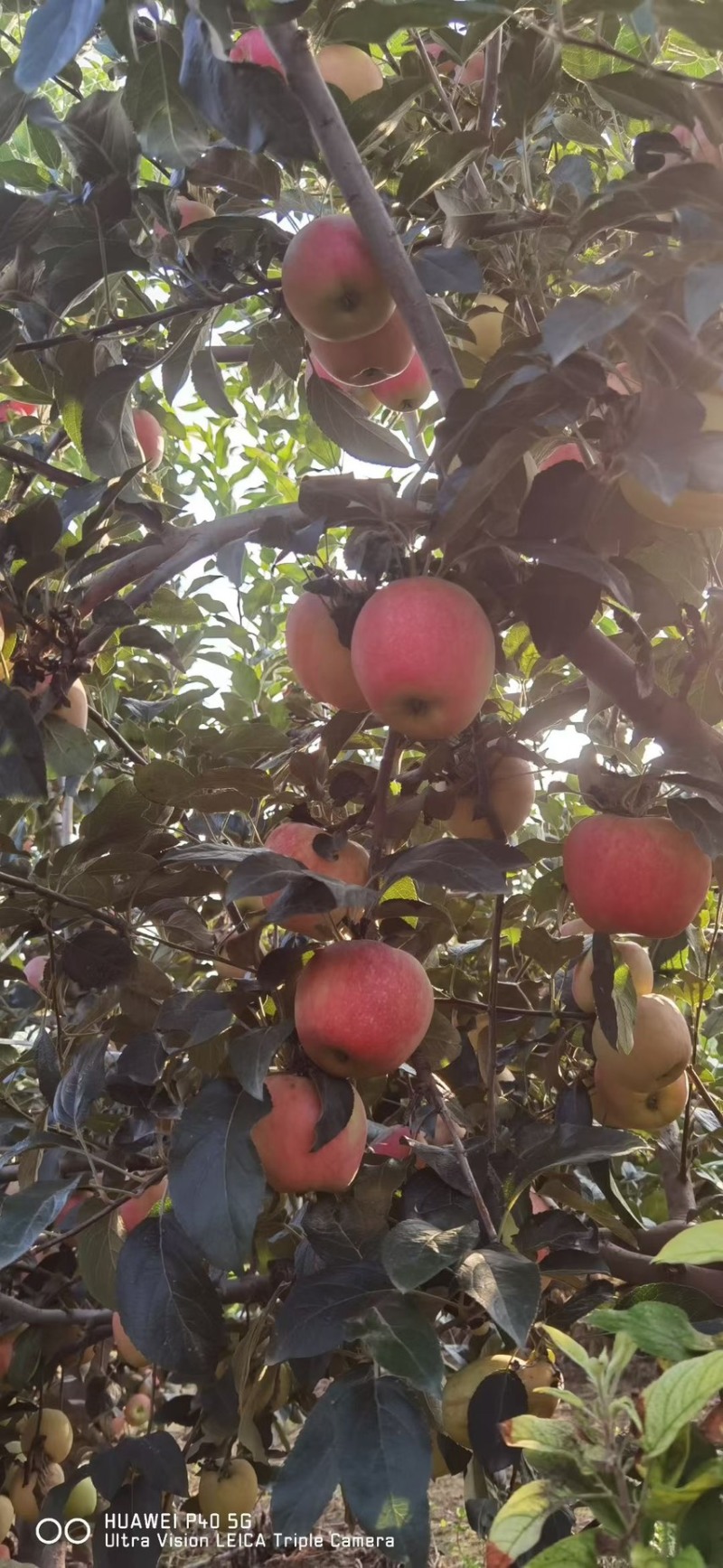 鲁丽苹果🍎山东省果树研究所培育的中早熟苹果品种！