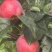 鲁丽苹果🍎山东省果树研究所培育的中早熟苹果品种!
