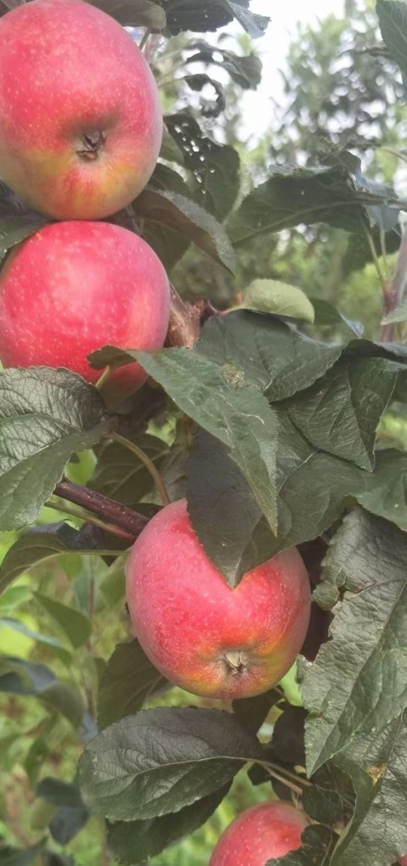 鲁丽苹果🍎山东省果树研究所培育的中早熟苹果品种！