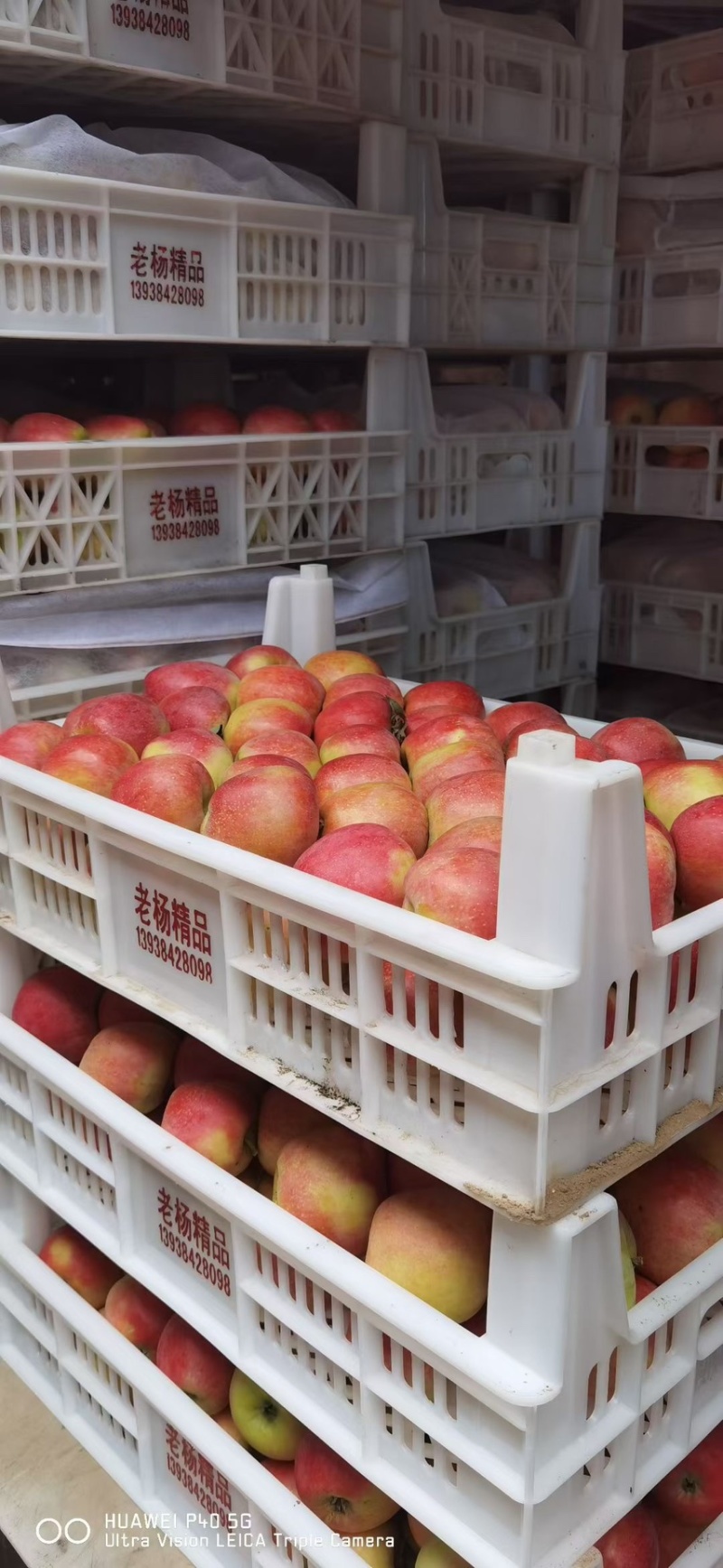 鲁丽苹果🍎山东省果树研究所培育的中早熟苹果品种！