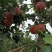 鲁丽苹果🍎山东省果树研究所培育的中早熟苹果品种!
