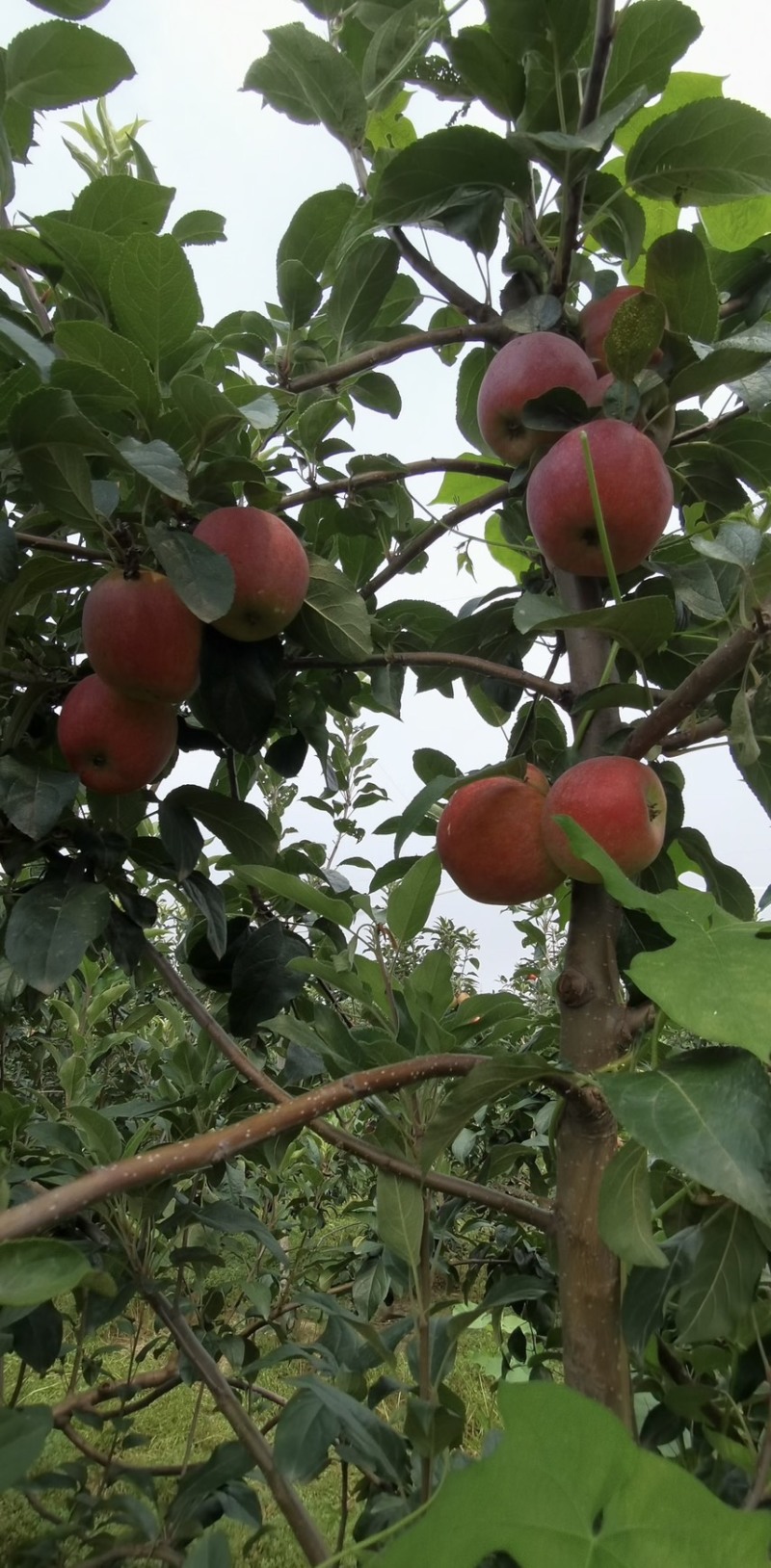 鲁丽苹果🍎山东省果树研究所培育的中早熟苹果品种！