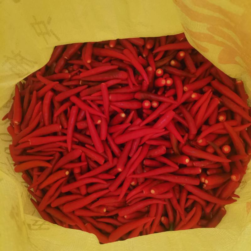 高辣艳红鲜辣椒农场基地货，量大货足！！欢迎各位老板来电