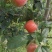鲁丽苹果🍎山东省果树研究所培育的中早熟苹果品种!