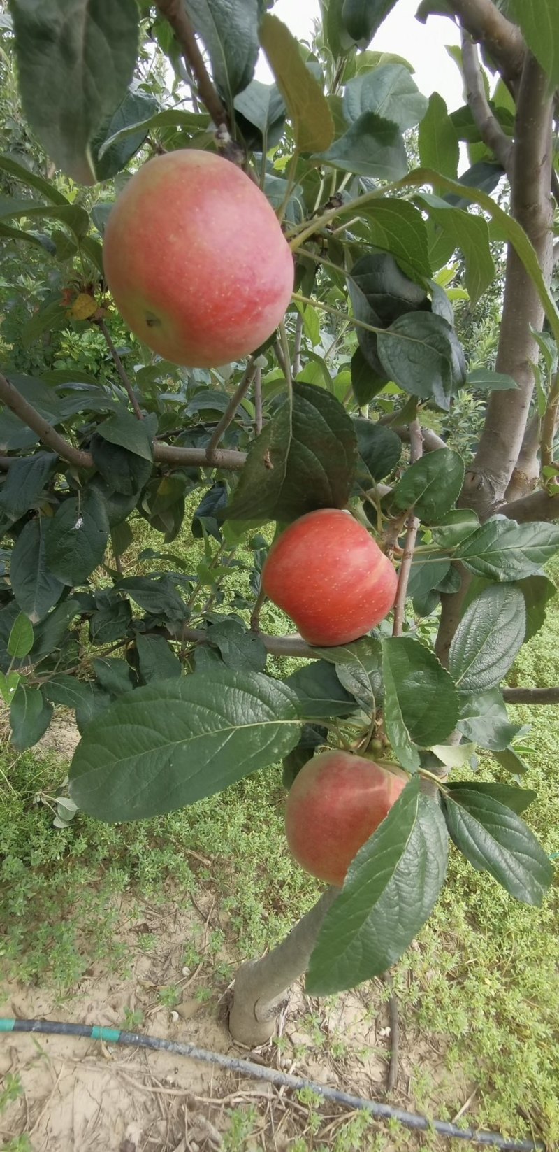 鲁丽苹果🍎山东省果树研究所培育的中早熟苹果品种！