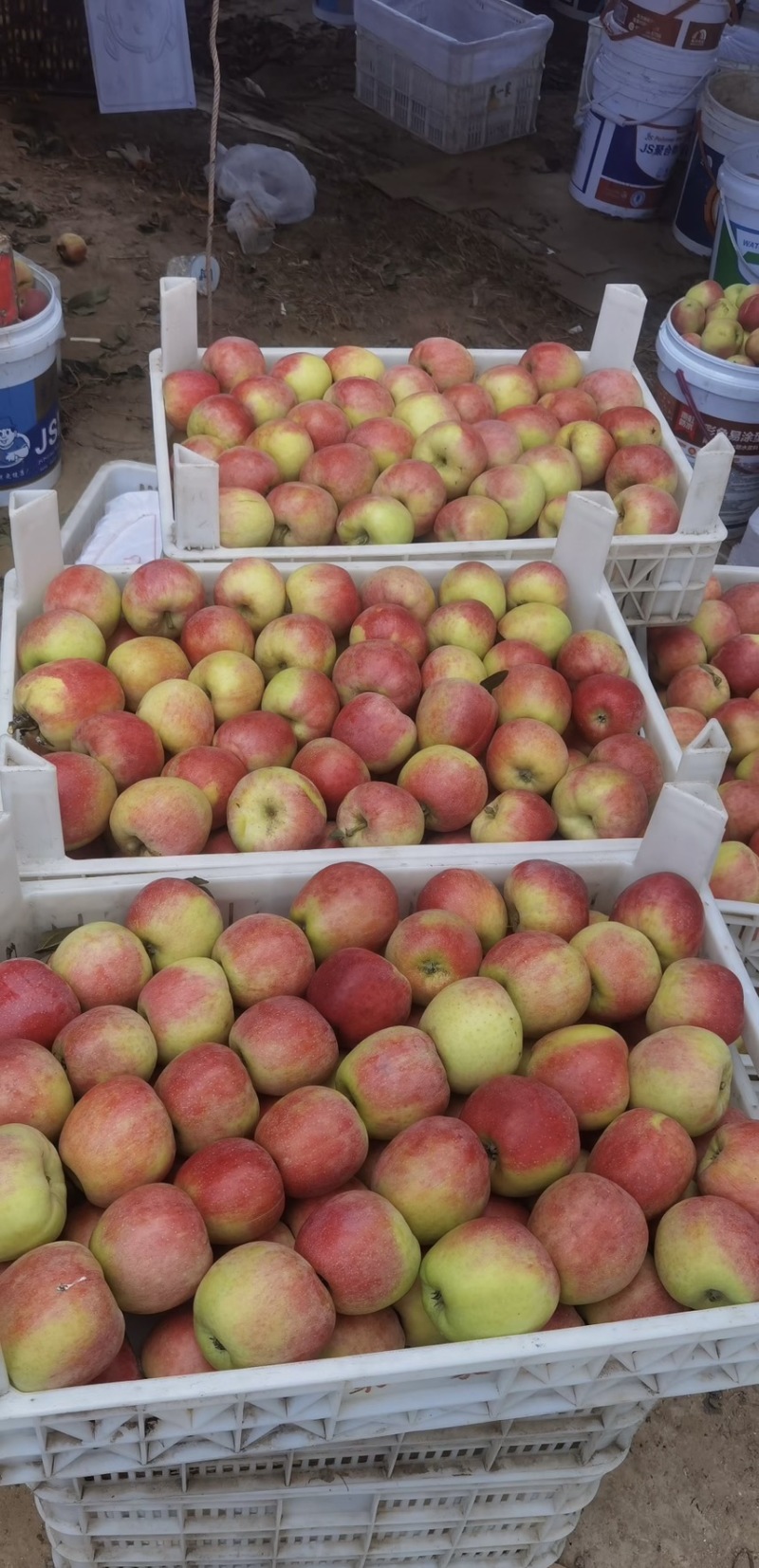 鲁丽苹果🍎山东省果树研究所培育的中早熟苹果品种！
