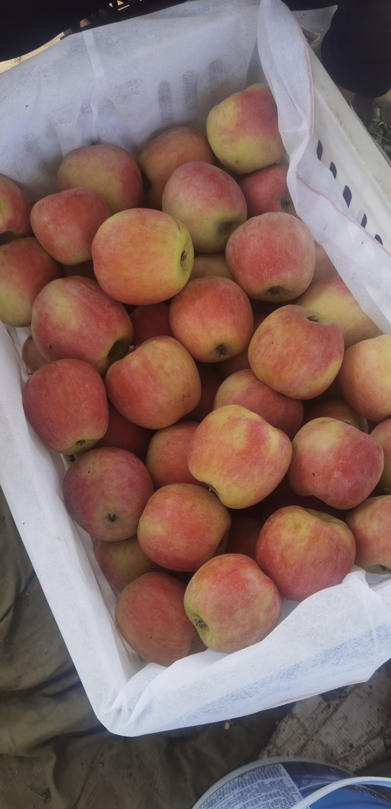 鲁丽苹果🍎山东省果树研究所培育的中早熟苹果品种！