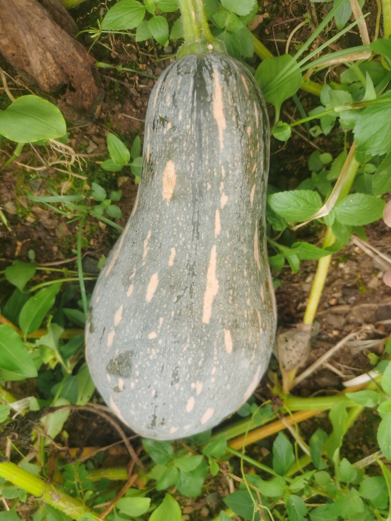 农产品，自家种的，拿起来香香，煮起来很好吃，