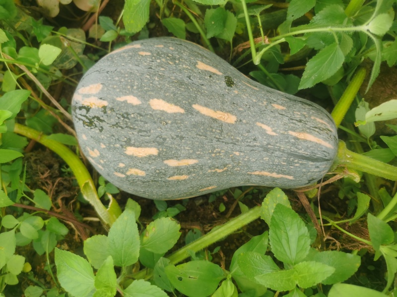 农产品，自家种的，拿起来香香，煮起来很好吃，