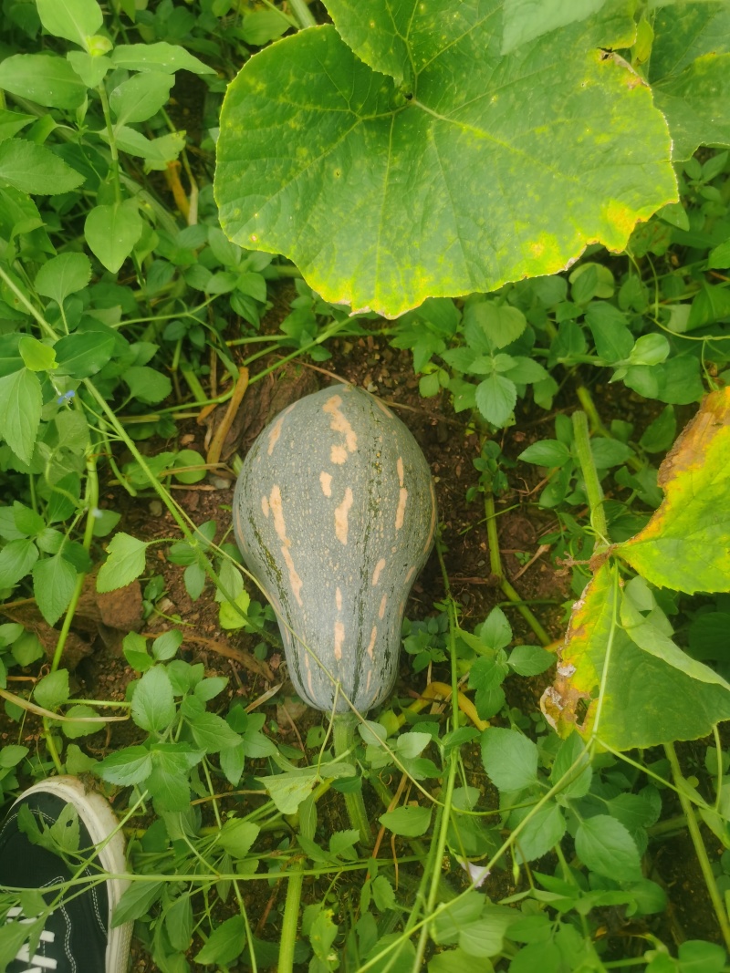 农产品，自家种的，拿起来香香，煮起来很好吃，