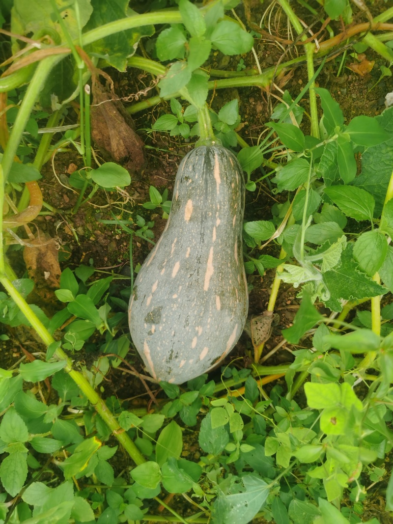 农产品，自家种的，拿起来香香，煮起来很好吃，