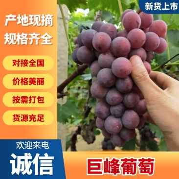 【推荐】河北万亩巨峰葡萄品质保证诚信经营欢迎老板联系
