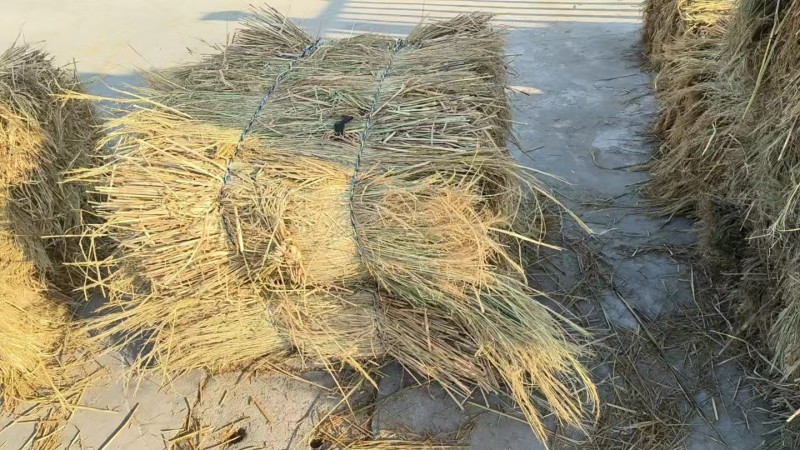 治沙稻草防风固沙厂家直销，价格优惠优质稻草，揉丝轧断稻草
