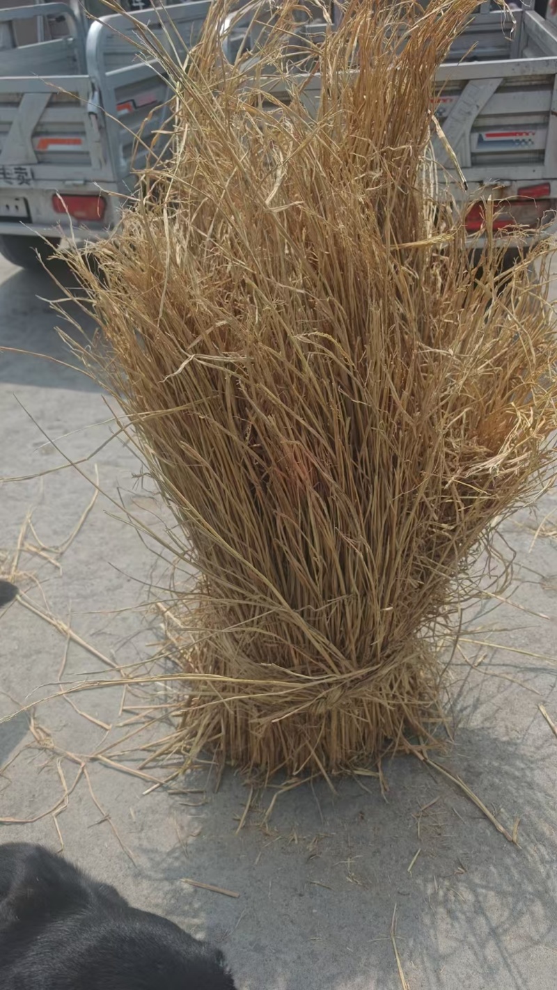 治沙稻草防风固沙厂家直销，价格优惠优质稻草，揉丝轧断稻草