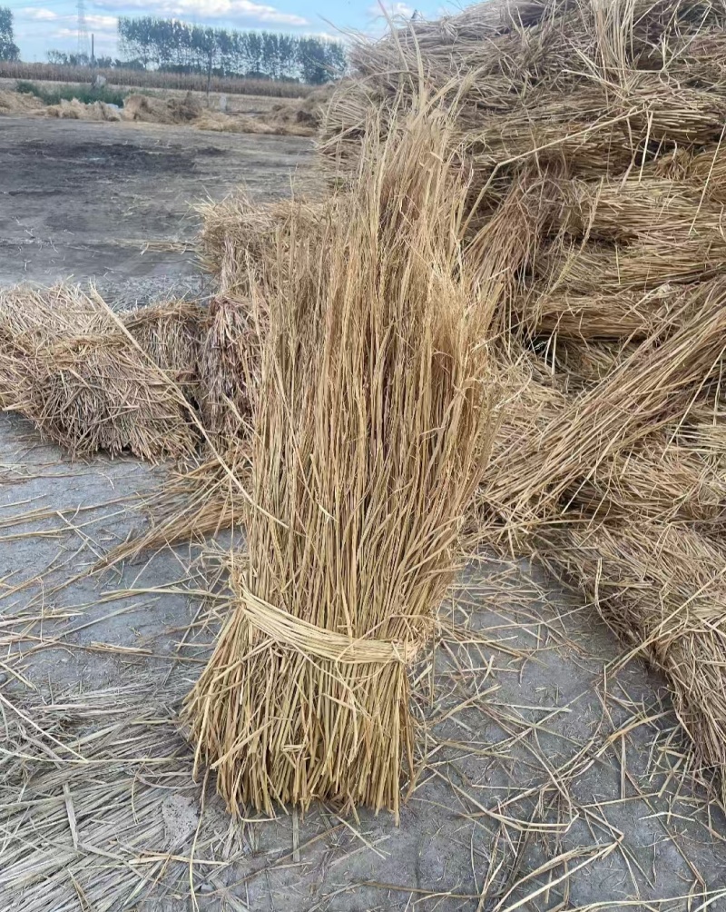 治沙稻草防风固沙厂家直销，价格优惠优质稻草，揉丝轧断稻草