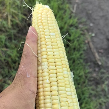 黏玉米