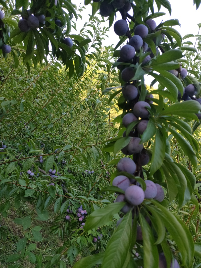 脆红李