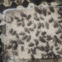 济南自家养殖蟋蟀油葫芦可做宠物饲料蜥蜴变色龙守宫林蛙宠物蛇