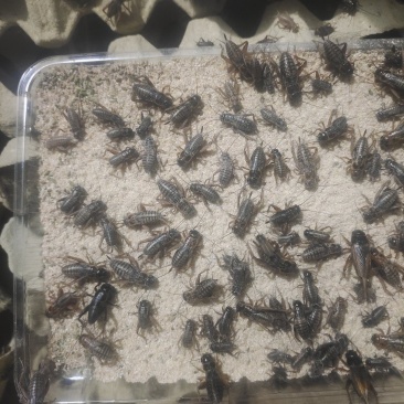 济南自家养殖蟋蟀油葫芦可做宠物饲料蜥蜴变色龙守宫林蛙宠物蛇