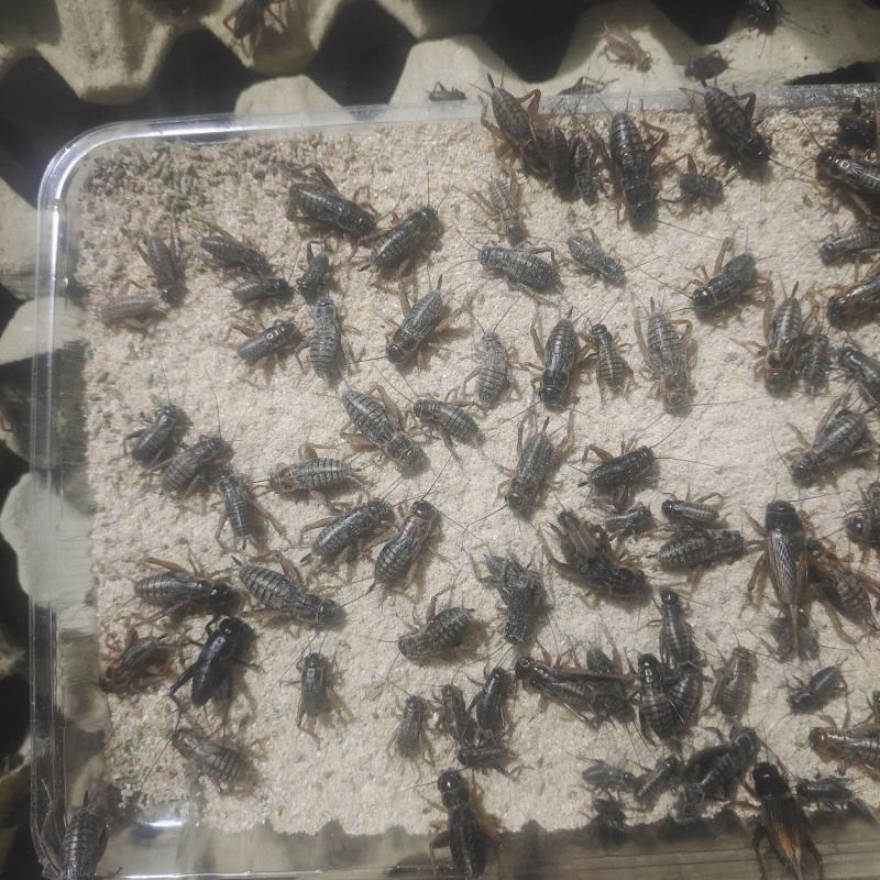 济南自家养殖蟋蟀油葫芦可做宠物饲料蜥蜴变色龙守宫林蛙宠物蛇