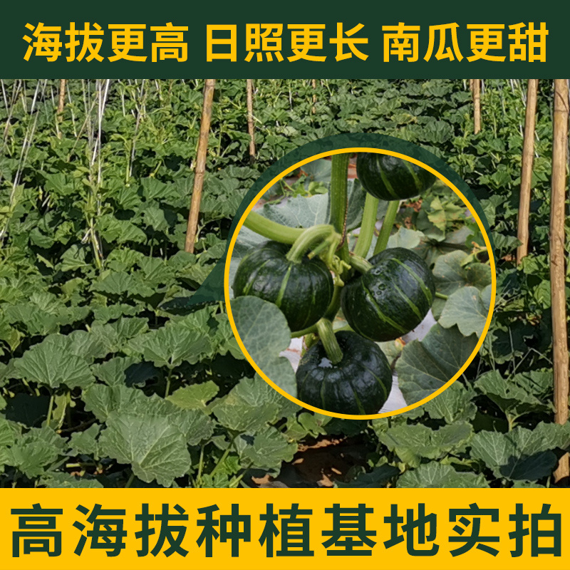 《实力商家》爆粉贝贝南瓜&陕西南瓜/电商团购商超批发