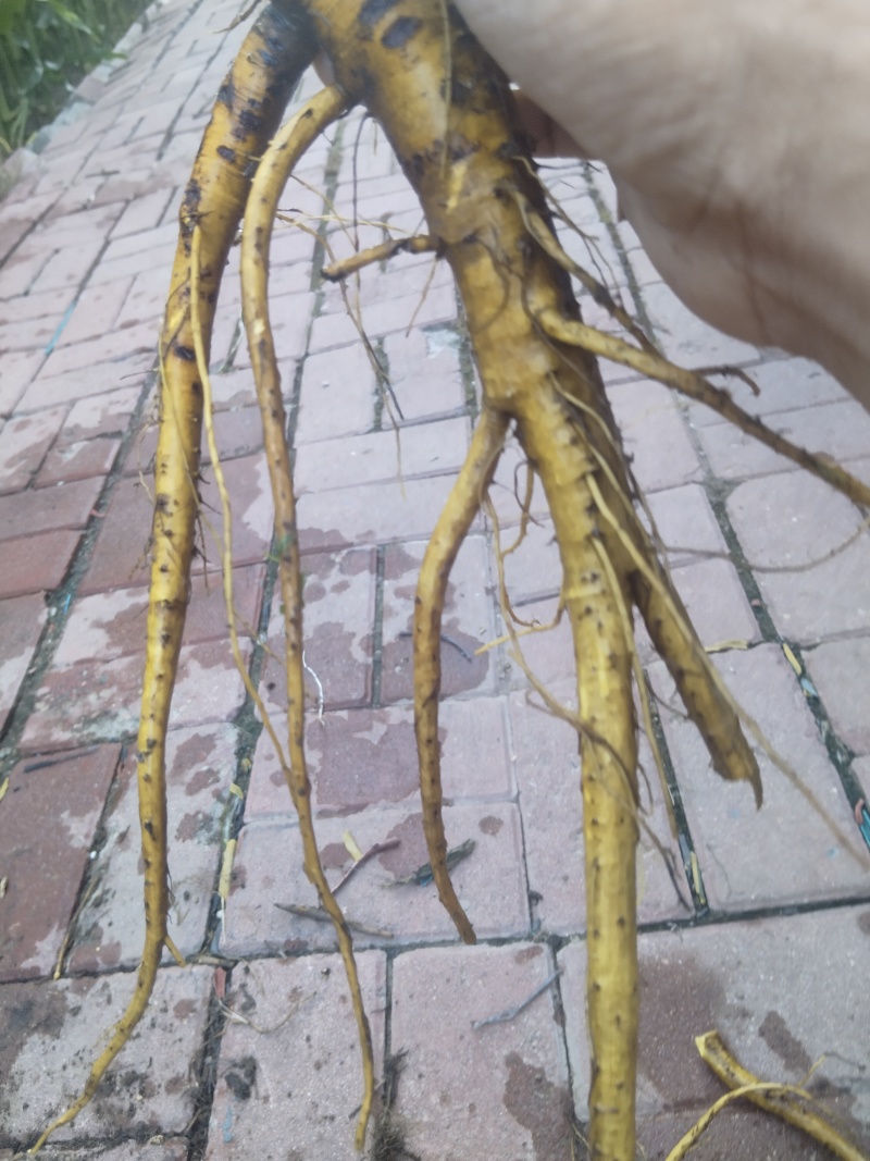 土大黄（洋铁叶）