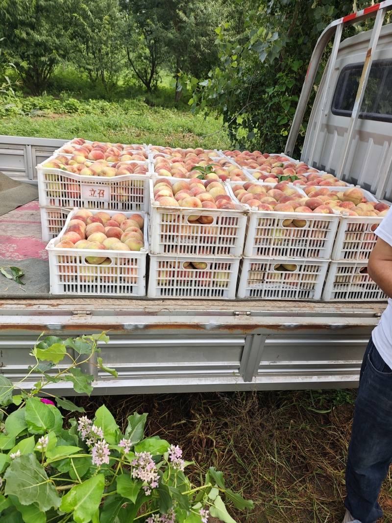 绿化9号水蜜桃，单只半斤起，廊坊市广阳区九州镇