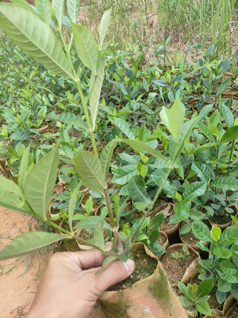 黄枙子苗