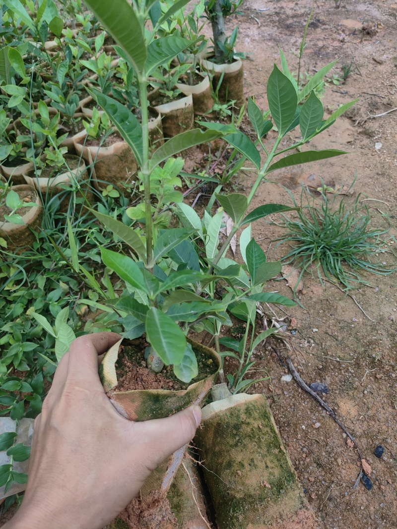 黄枙子苗