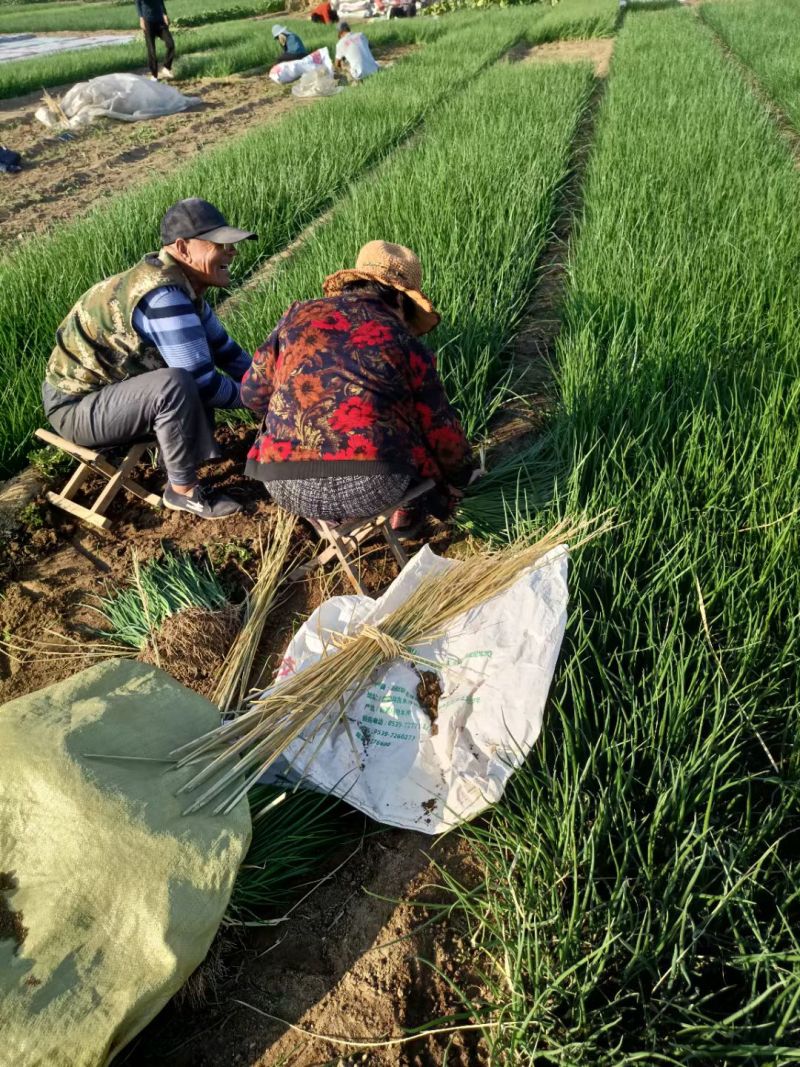 早、中晚熟洋葱苗。基地育苗，全国发货，价格合理，包回收