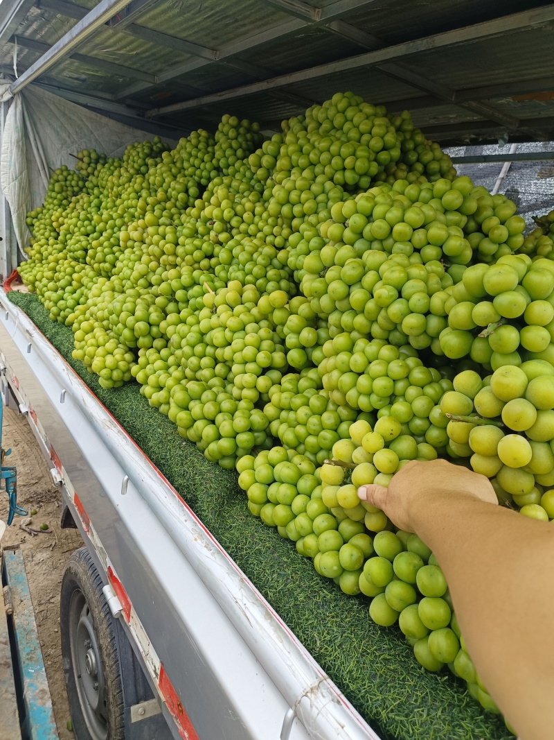 阳光玫瑰葡萄